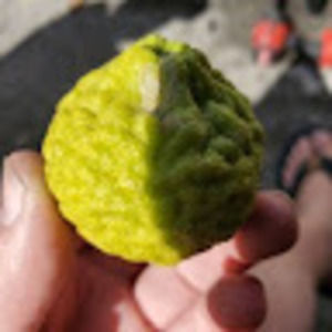 Meet your Posher, Allen